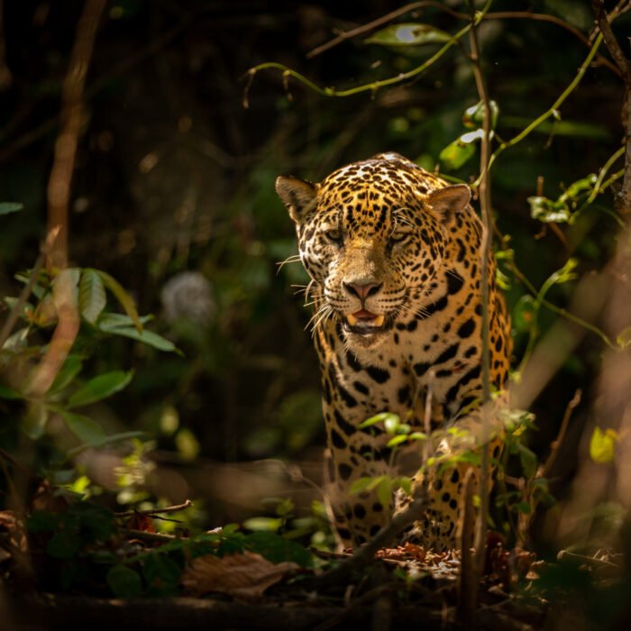 Beautiful and endangered american jaguar in the nature habitat.