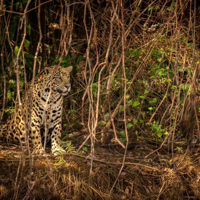 Beautiful and endangered american jaguar in the nature habitat.