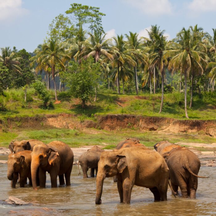 Elephants on Sri Lanka