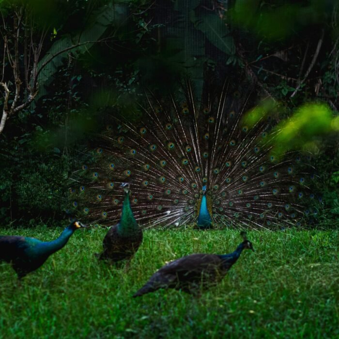 Field with Peafowls on it surrounded by trees and grass under sunlight