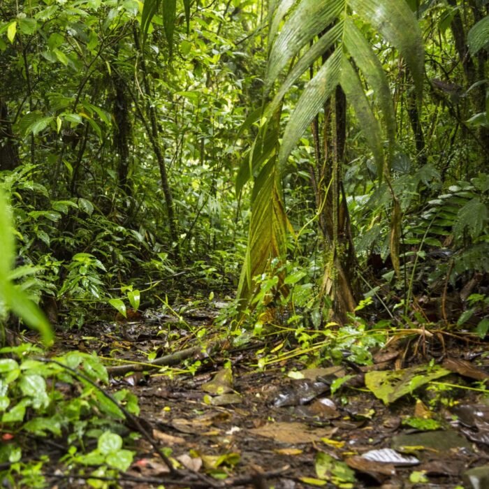 view-green-lush-rainforest-costa-rica