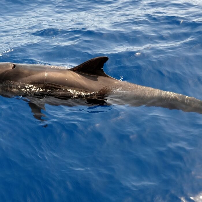 whale-2732570_1280
